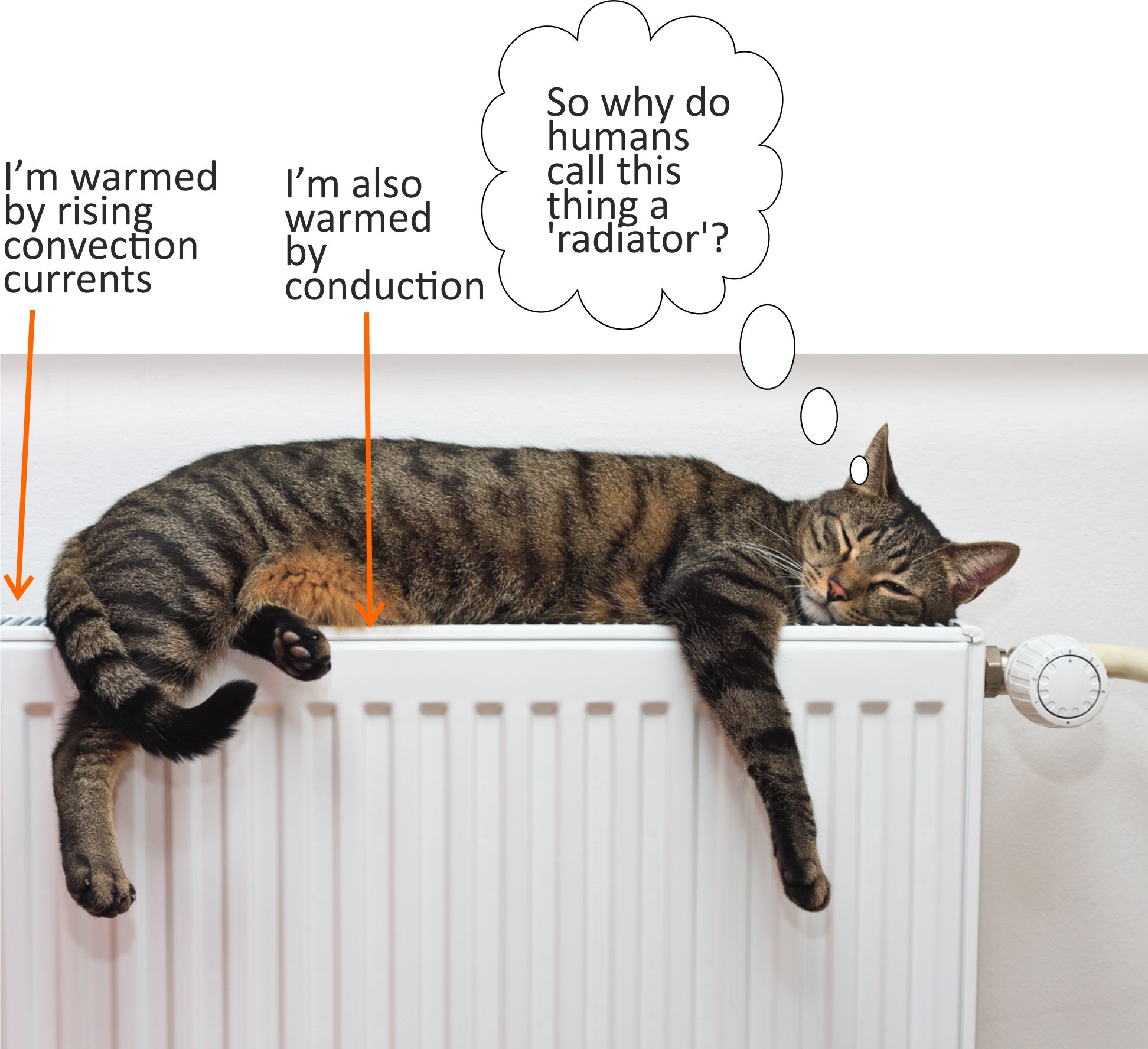 Cat on radiator.jpg